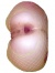 Analgirl 320 x 240 3
